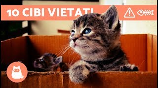 10 CIBI VIETATI ai gatti - ALIMENTAZIONE del gatto: cibi da evitare Resimi