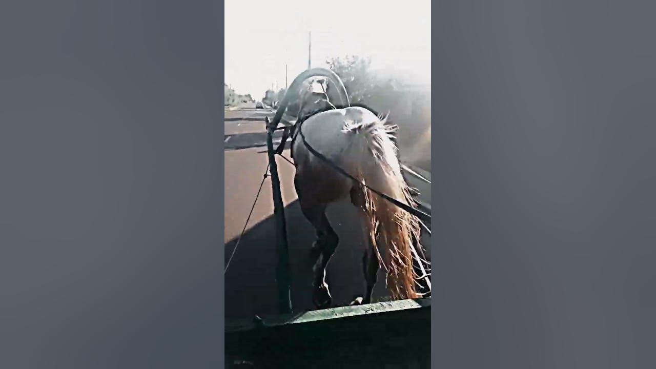 цыганский конь 🐎 - YouTube