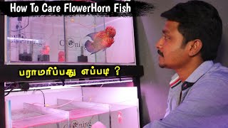 How To Care FlowerHorn Fish | Flower Horn Fish இருந்த இது ஒன்னு போதும் | Cloning Aqua