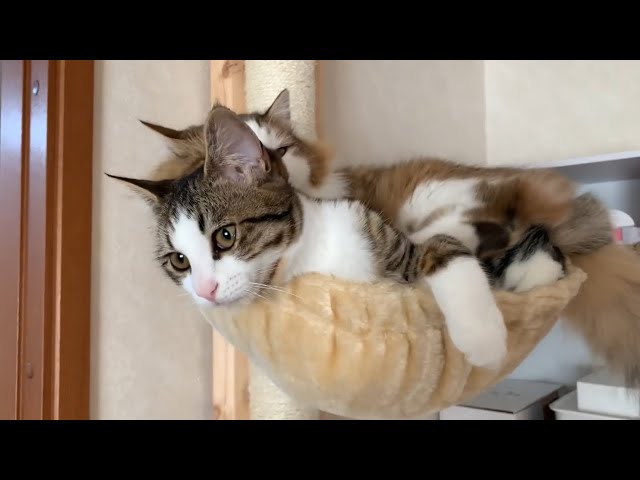 上に乗られてもかわいい鳴き声で甘える猫   A cat that pampers with a cute cry in any situation.