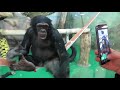 Шимпанзе Люся любит общение 23.01.2020