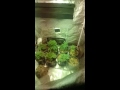 Heavy dayze seedlings dark angel clones and purple kush plants 2272016