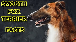 Smooth Fox Terrier  Top 10 Amazing Facts