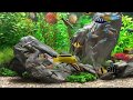 Aquarium | Relaxation music