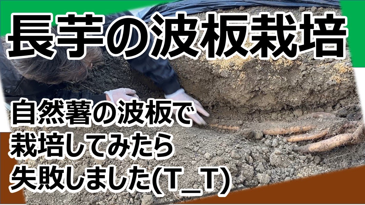 【長いもの波板栽培】自然薯の波板栽培のように栽培したら失敗しました