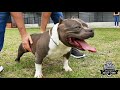 Conociendo a Olimpo, nuestro tanque y sus hijos! - 777 Supreme Bully Camp