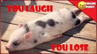 100% FAIL Try Not To Laugh Challenge |😂| Funny micro pigs compilation!