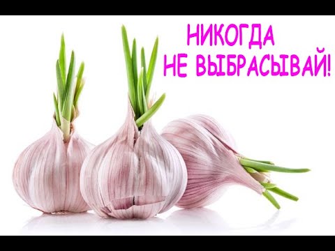 💥ЧТО БУДЕТ С ВАШИМ ТЕЛОМ ЕСЛИ СЬЕСТЬ ПРОРОСШИЙ ЧЕСНОК?!