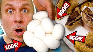 GIGANTIC PIED BALL PYTHON CLUTCH LAID!! ANACONDA EATS HUGE PIG!! | BRIAN BARCZYK