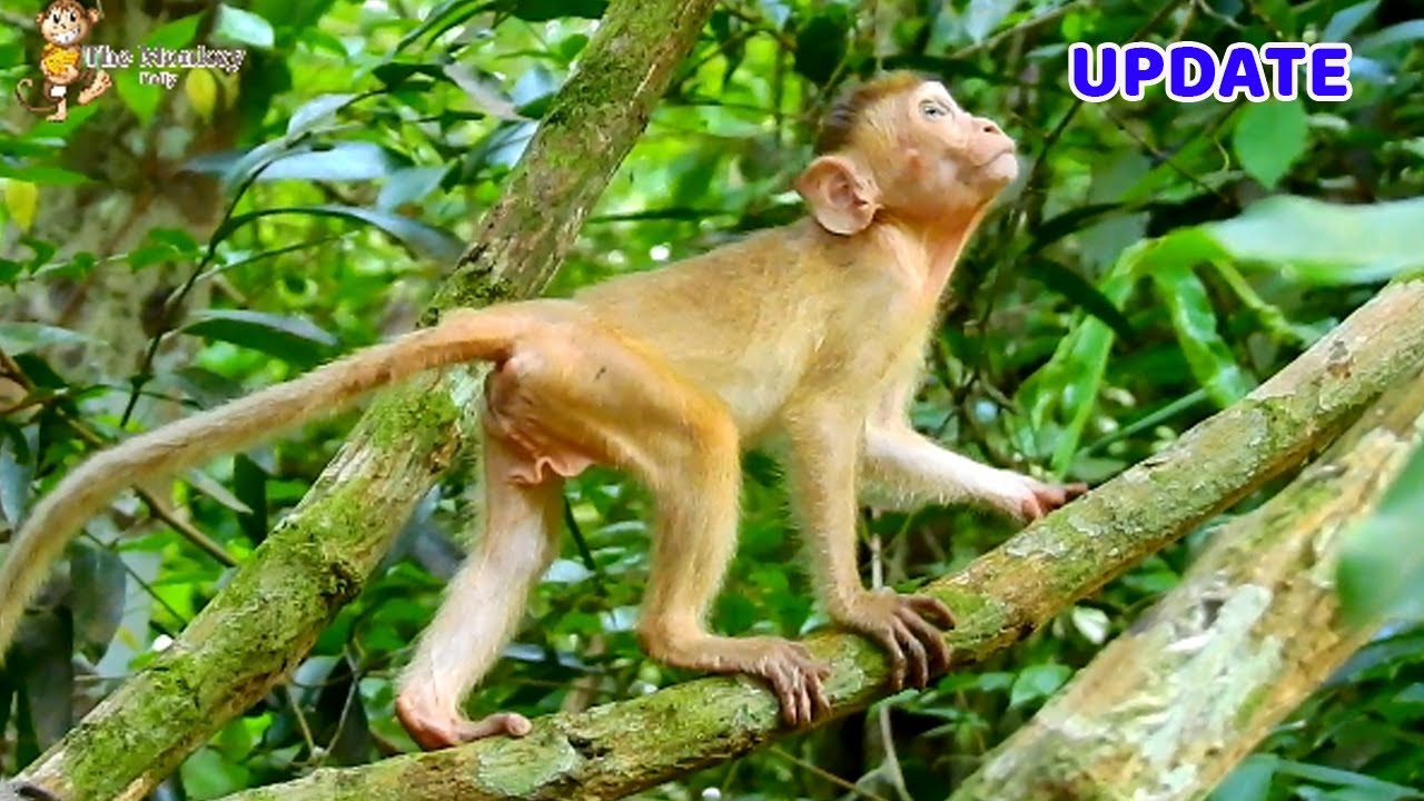 Baby Elpida so love her new life with Mohanokor, Elpida freely walk on tree alone forage food