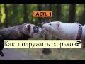 Как подружить хорьков? Часть 1/ФУРИТТУС