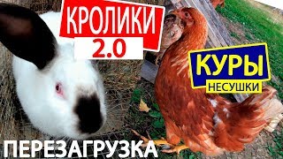 КРОЛИКИ 2.0 КУРЫ НЕСУШКИ ПЕРЕЗАГРУЗКА осень золотая Жизнь в деревне