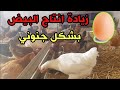 الدجاج البلدي البياض - خطة لزيادة انتاج البيض بشكل ممتاز في فصل البرد