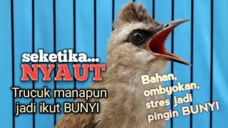 TRUCUKAN GACOR Ampuh buat PANCINGAN Trucukan agar EMOSI jadi BUNYI NYAUT ikut NGEPLONG ROPEL 
