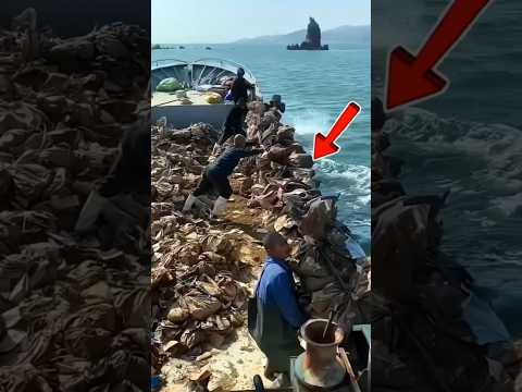 قنديل البحر مشروع مربح في الصين