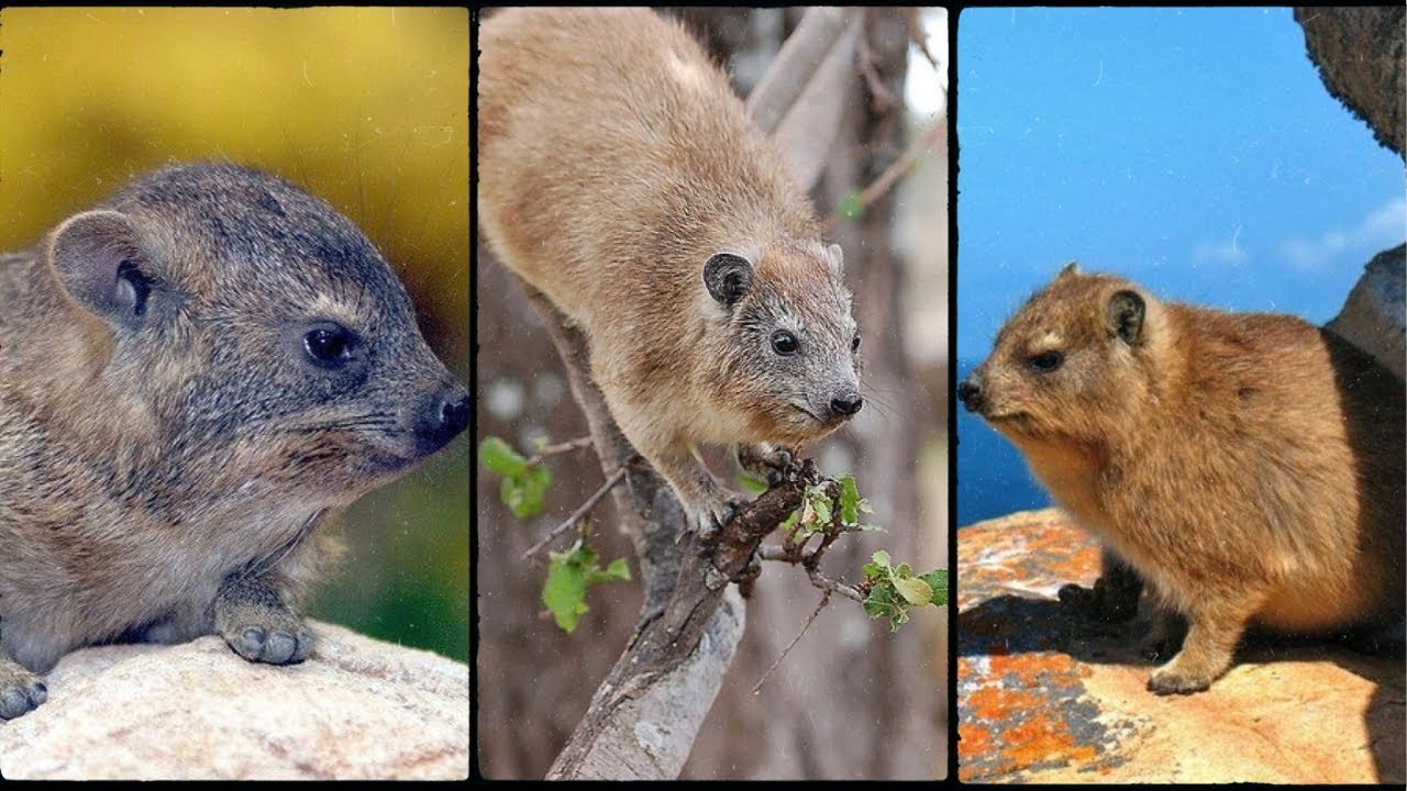 Top 5 Hyrax Species that Will Leave You in Awe | Exploring Different Types of Hyraxes