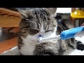 やっぱり普通の歯ブラシが１番なねこ。-After all, Maru likes normal toothbrushes best.-