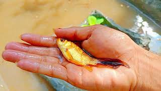 Catch Unique Little Frogs | Catching And Finding A Lot Of Beautiful Baby Koi Fish, Angel Fish#56