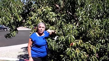 Removing Suckers and Water Sprouts from Trees