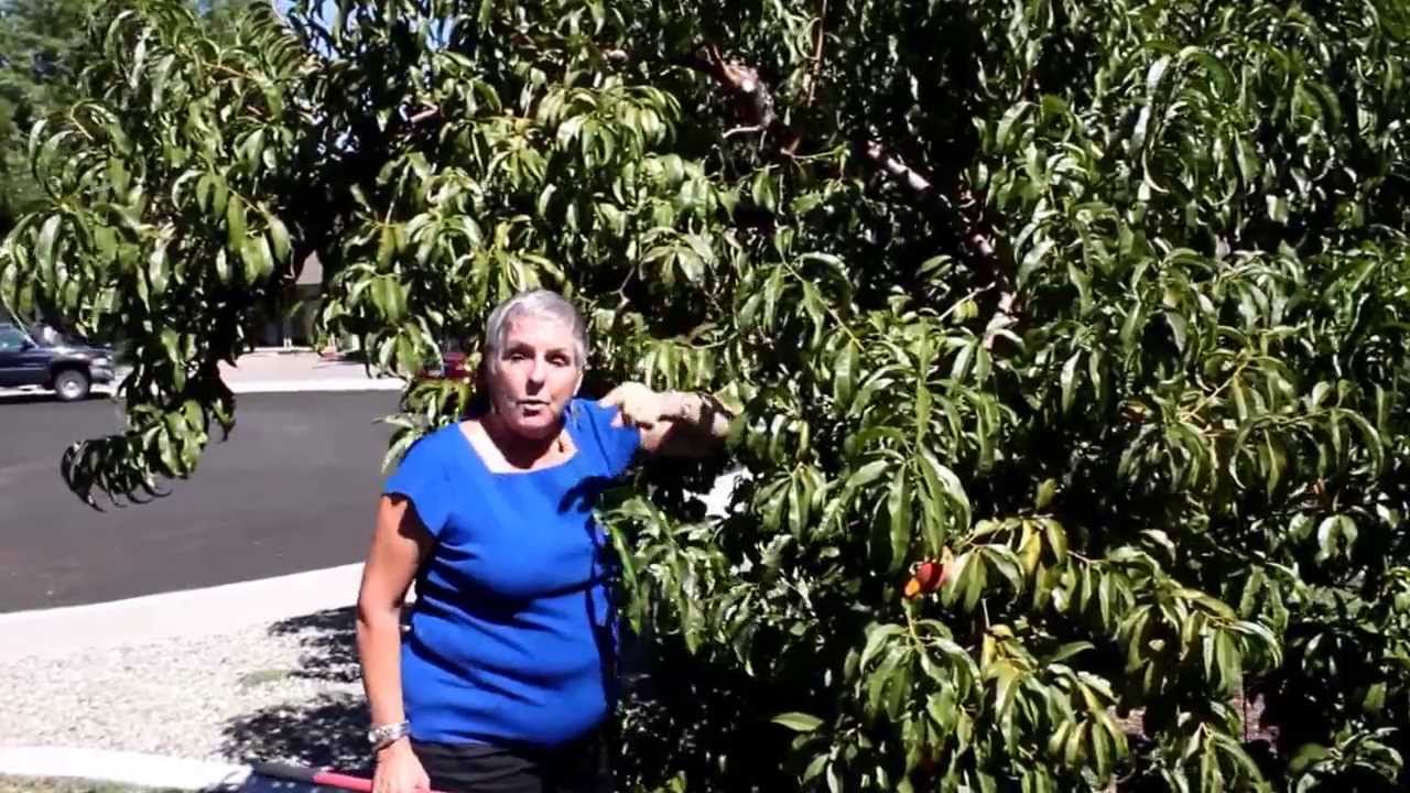 Removing Suckers and Water Sprouts from Trees - YouTube