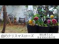 【ガーデニング】庭に咲く冬のクリスマスローズを紹介/初心者さんにオススメの冬の花