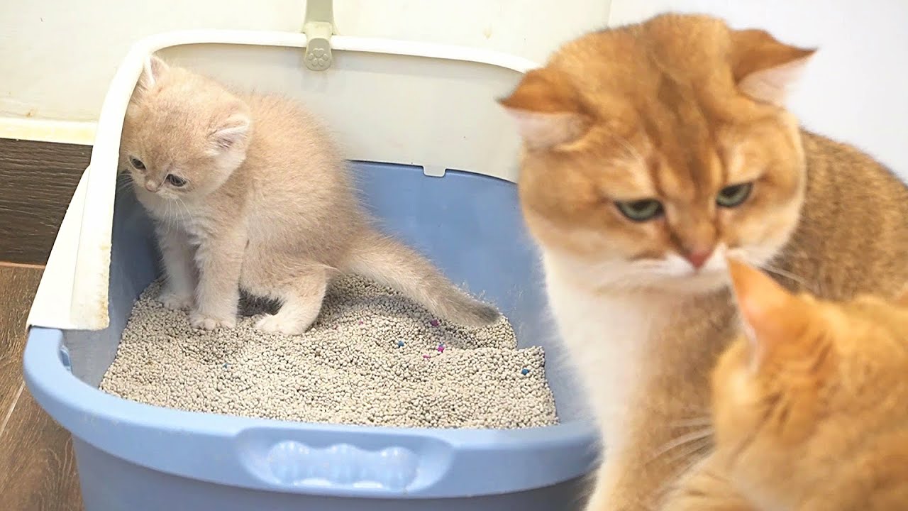 Mom Cat and Dad Cat work together to help kitten Cacao go to the toilet ...