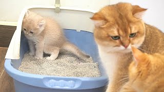 Mom Cat and Dad Cat work together to help kitten Cacao go to the toilet in the litter box