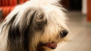 Old English Sheepdog vs Pug: Which Dog Breed is Right for You?