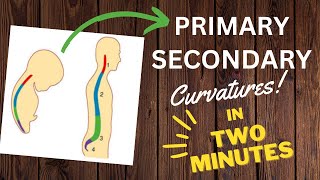 Primary Vs Secondary curvatures - Vertebral column | In TWO MINUTES