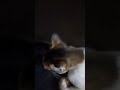 my cat #cat #miau #funny