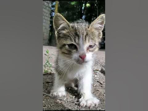 подпишись за котов - YouTube