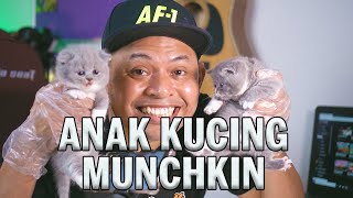 Anak Kucing Istimewa Saya | Munchkin Cat cross British Shorthair