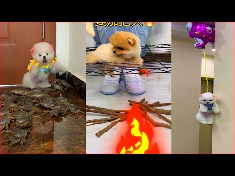 Tik Tok Chó Phốc Sóc Mini | Funny and Cute Pomeranian Videos #2