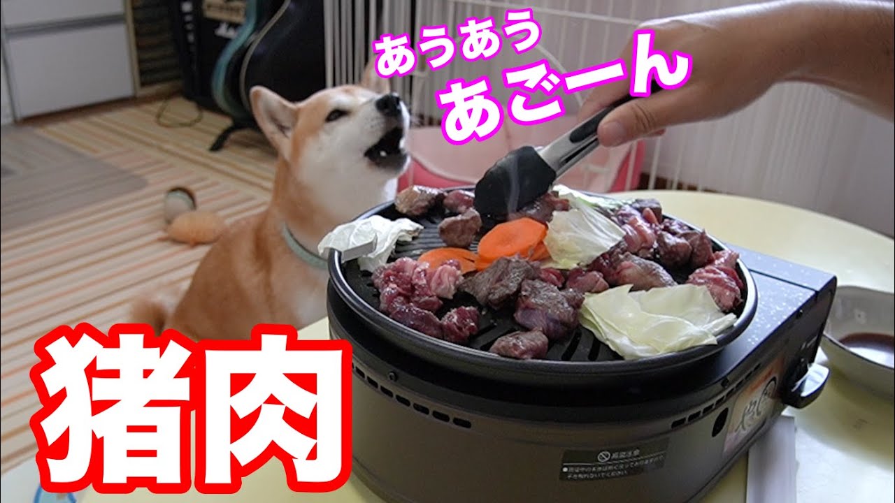 柴犬小春　【どこから声出してるの？】食べたいアピール！猪肉届いたよってに焼肉パーティー　FOREMA