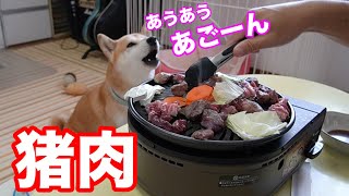 柴犬小春　【どこから声出してるの】食べたいアピール猪肉届いたよってに焼肉パーティー　FOREMA