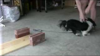 Teeter Training - The Approach