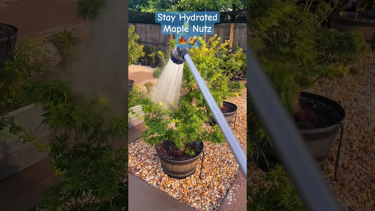 Beat The Heat Maple Nutz. 