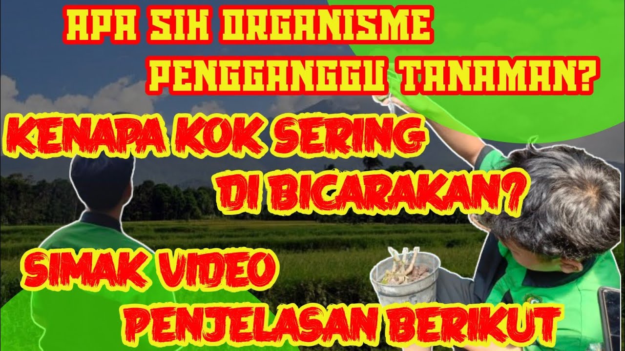 Organisme Pengganggu Tanaman (OPT) Pada Tanaman Tomat # ...