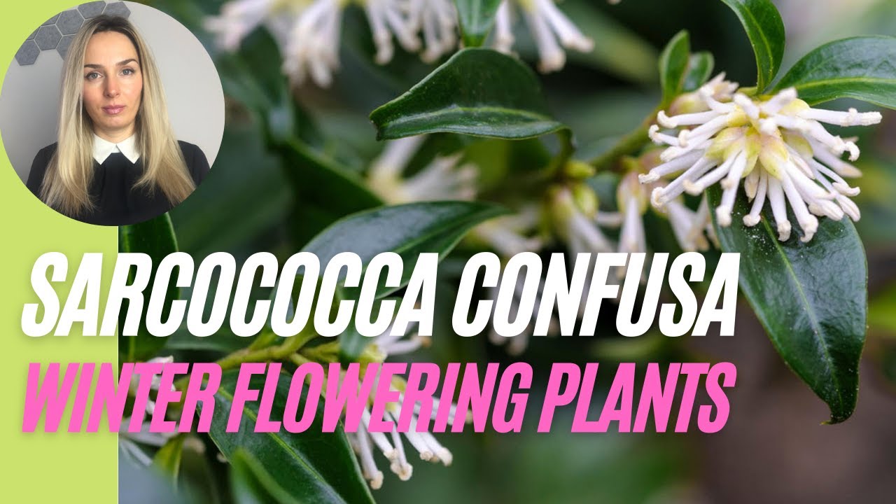 Sarcococca confusa I Winter flowering plants I Plants for winter interest in the garden