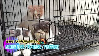 perbedaan kucing persia medium, flatnose dan peaknose
