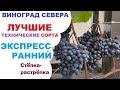Виноград Экспресс  в северном Подмосковье или экзамен для протеже  Акованцева