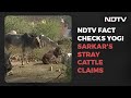 NDTV Fact Checks Yogi Adityanath Government's Stray Cattle Claims | Reality Check