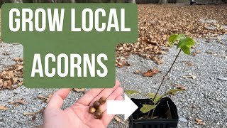 Growing Oaks From Local Ecotype Acorns