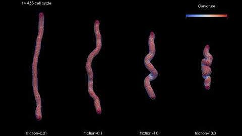 3D vertex model: viscous effects