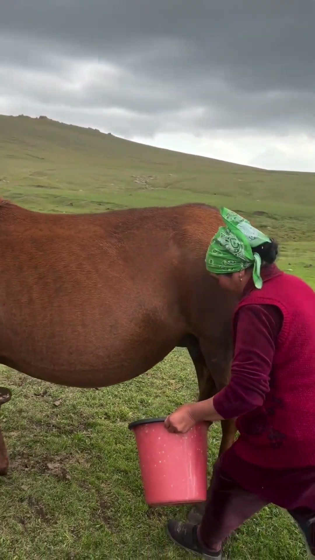 it is difficult to milk a mare #shortsvideo