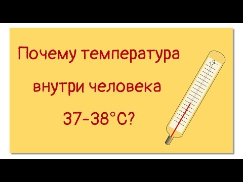 Почему внутренняя температура тела человека 37-38ºС | Тело человека