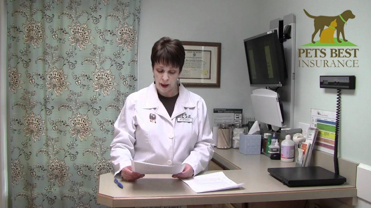 The Cat Doctor for Pets Best Insurance All About Feline Asthma YouTube