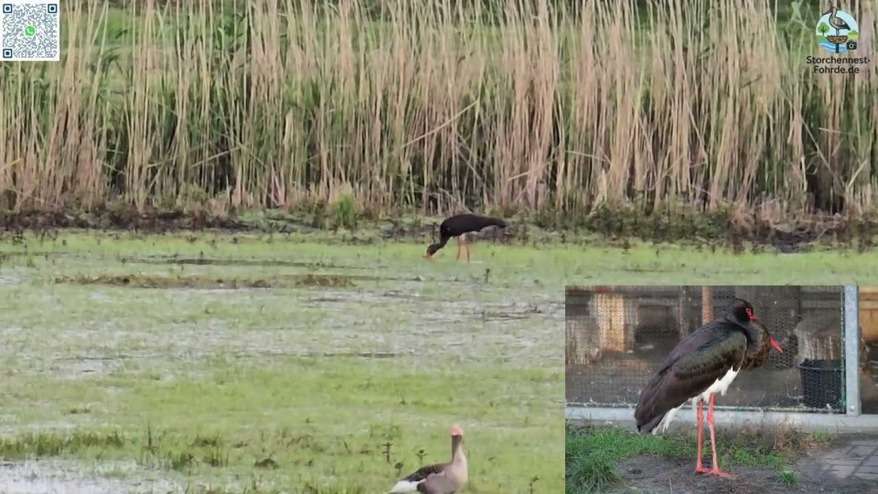 Schwarzstorch in Tieckow - ca. 1 km von Otto und Elli entfernt - 27.05.2025