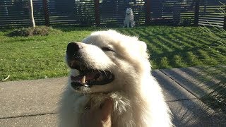 Samoyed Loves a Scratch by Samoyed Life 3,859 views 5 years ago 56 seconds