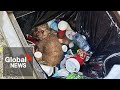 BC couple finds sick, injured poodle thrown in the trash